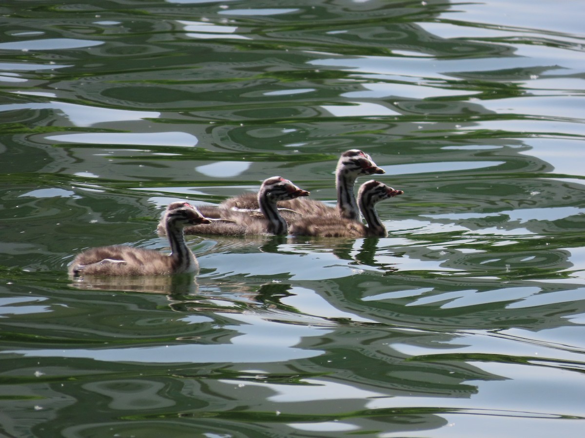 Great Crested Grebe - ML618016272