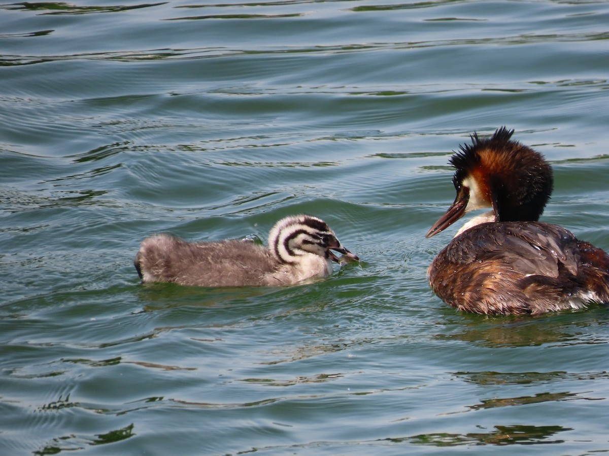 Great Crested Grebe - Mingyun Seo