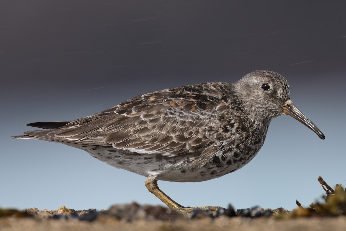 Purple Sandpiper - ML618016279