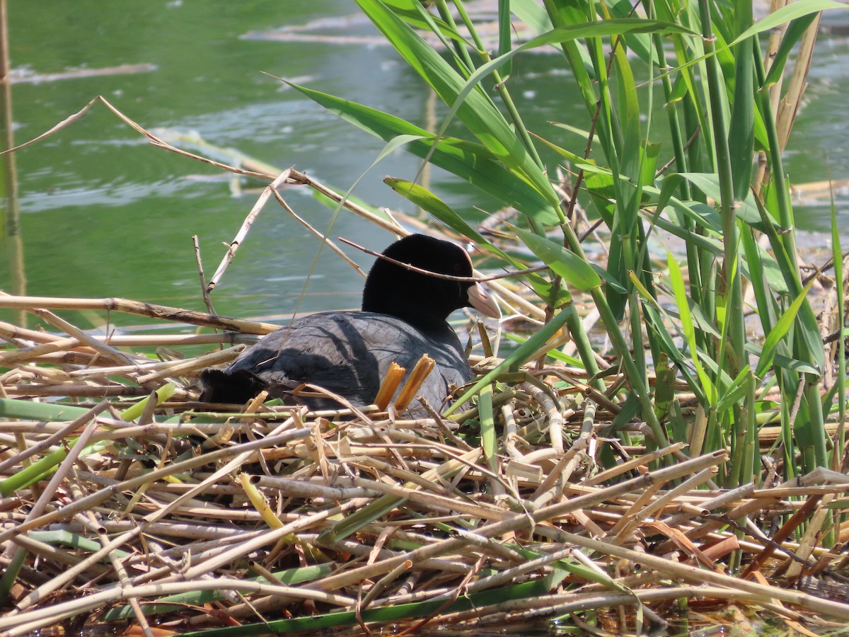 Eurasian Coot - ML618016301