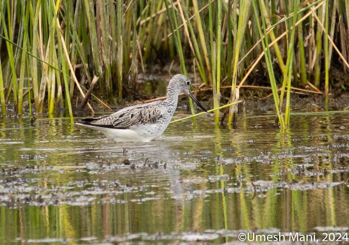 Common Greenshank - ML618016306