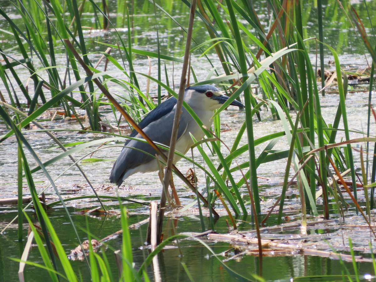 Black-crowned Night Heron - ML618016325