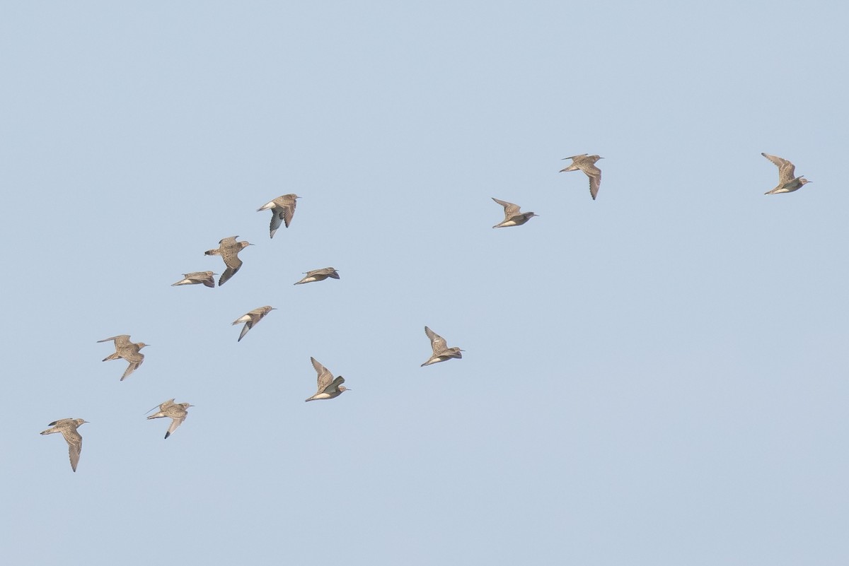 Buff-breasted Sandpiper - ML618016344