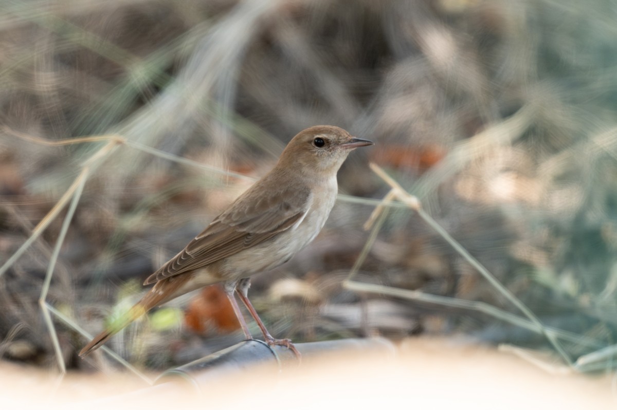 Common Nightingale (golzii) - Salma Al Suwaidi