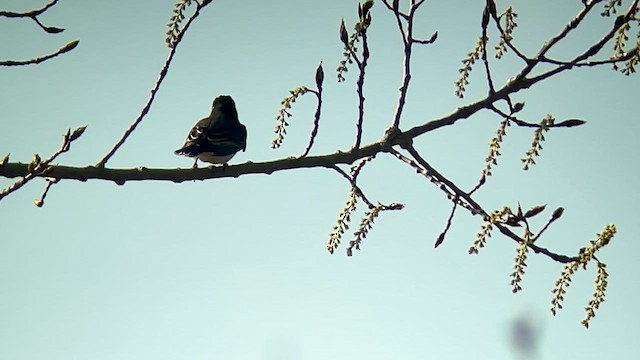 Eastern Kingbird - ML618016353