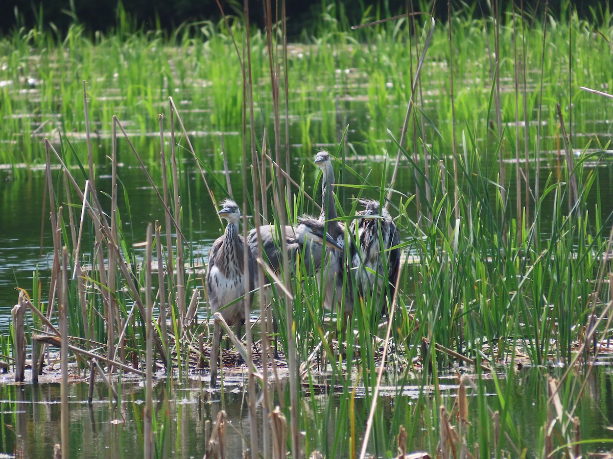 Gray Heron - Mingyun Seo