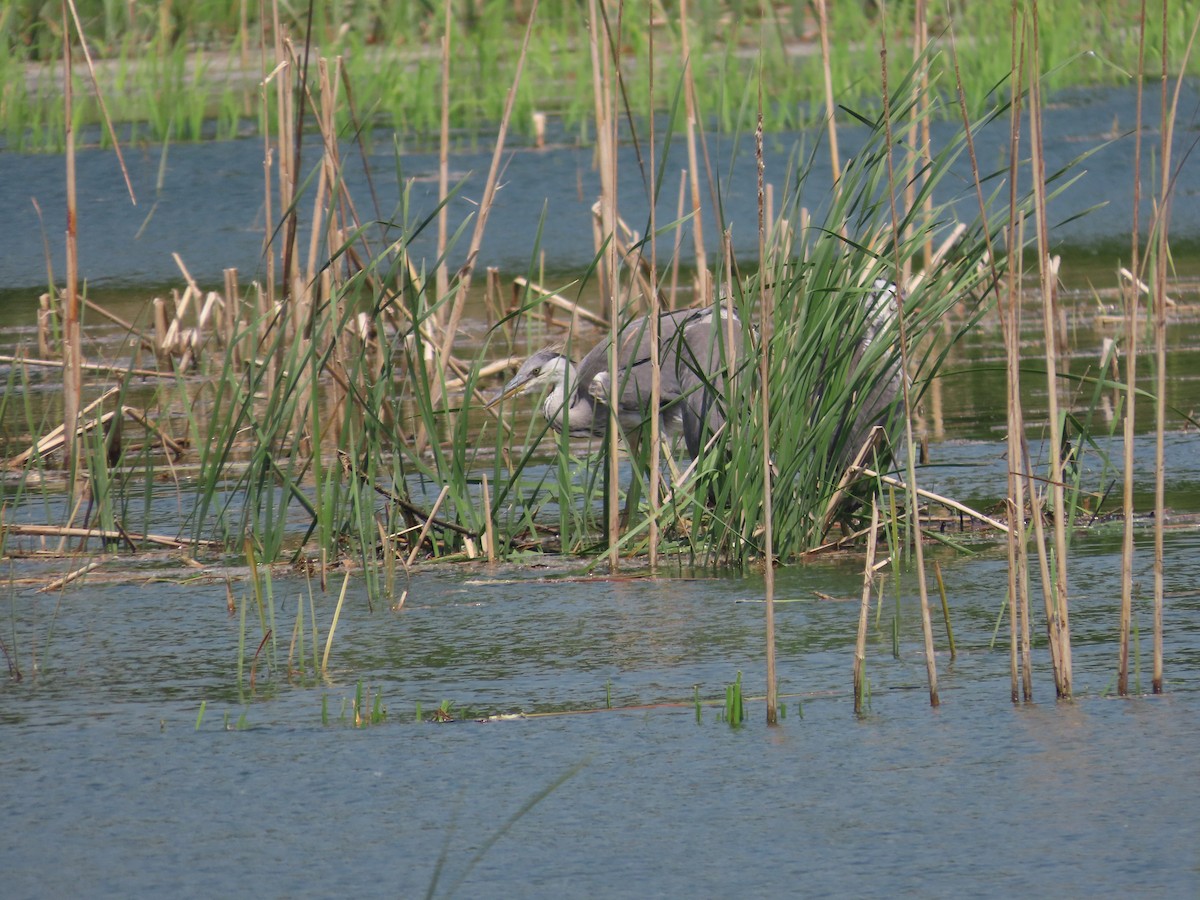 Gray Heron - ML618016378