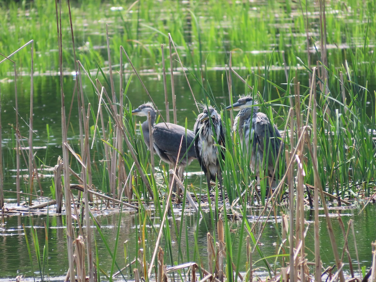 Gray Heron - ML618016382