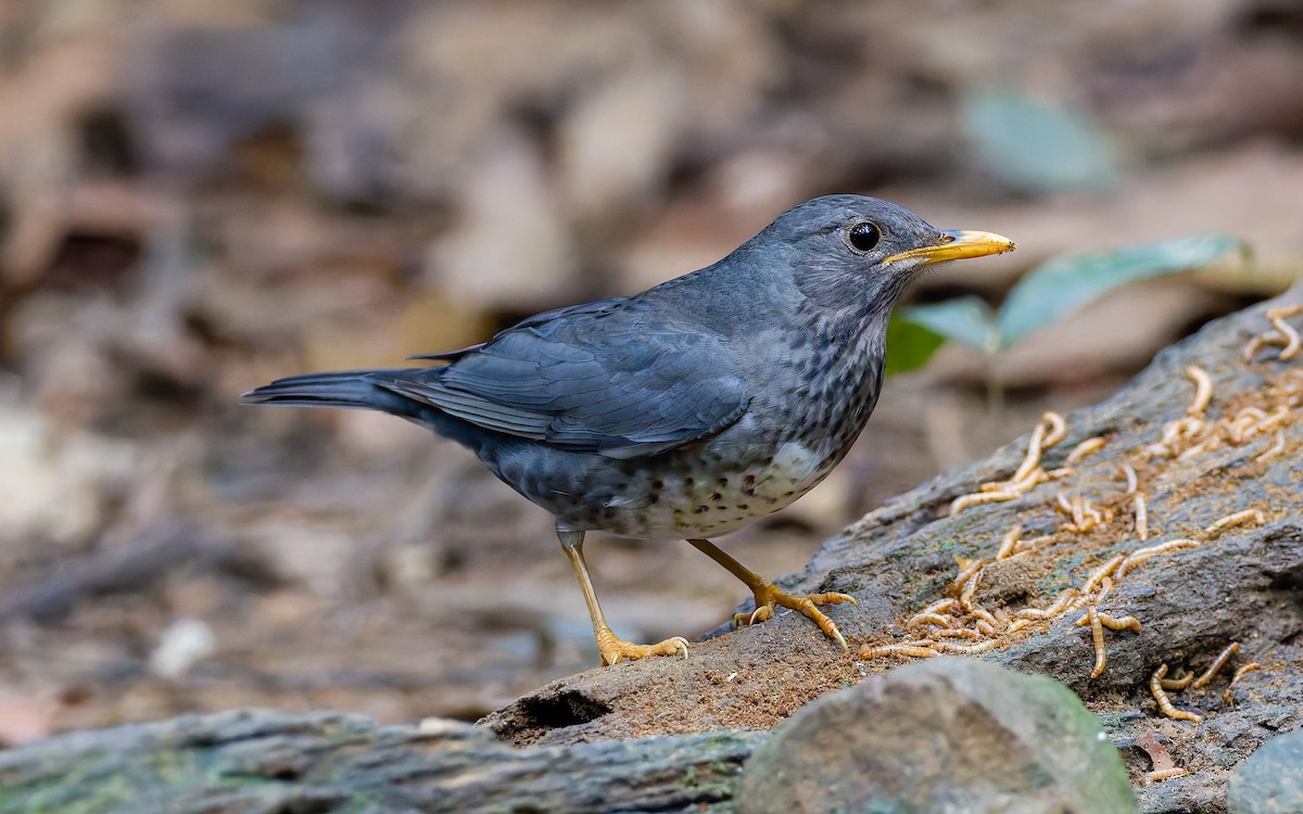 Zozo-birigarroa (Turdus) sp. - ML618016394