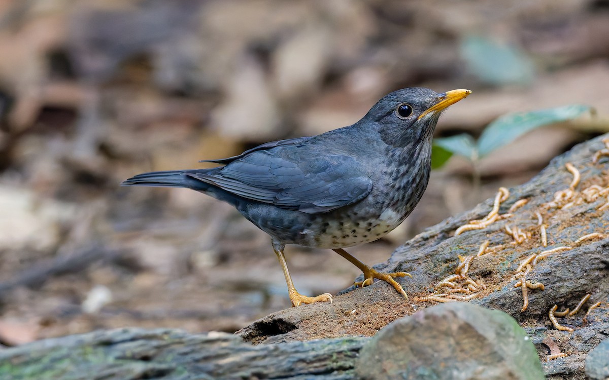 Turdus sp. - Peter Kennerley