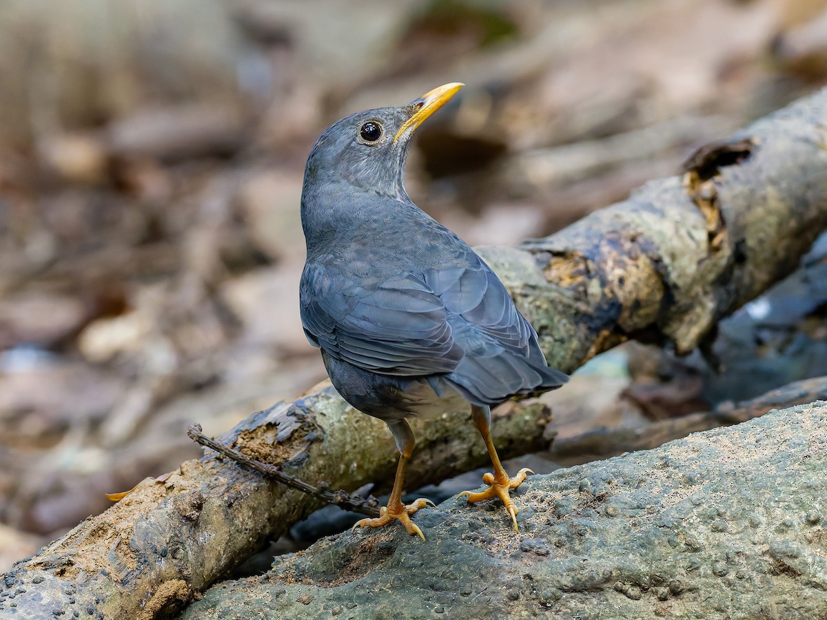 Zozo-birigarroa (Turdus) sp. - ML618016402