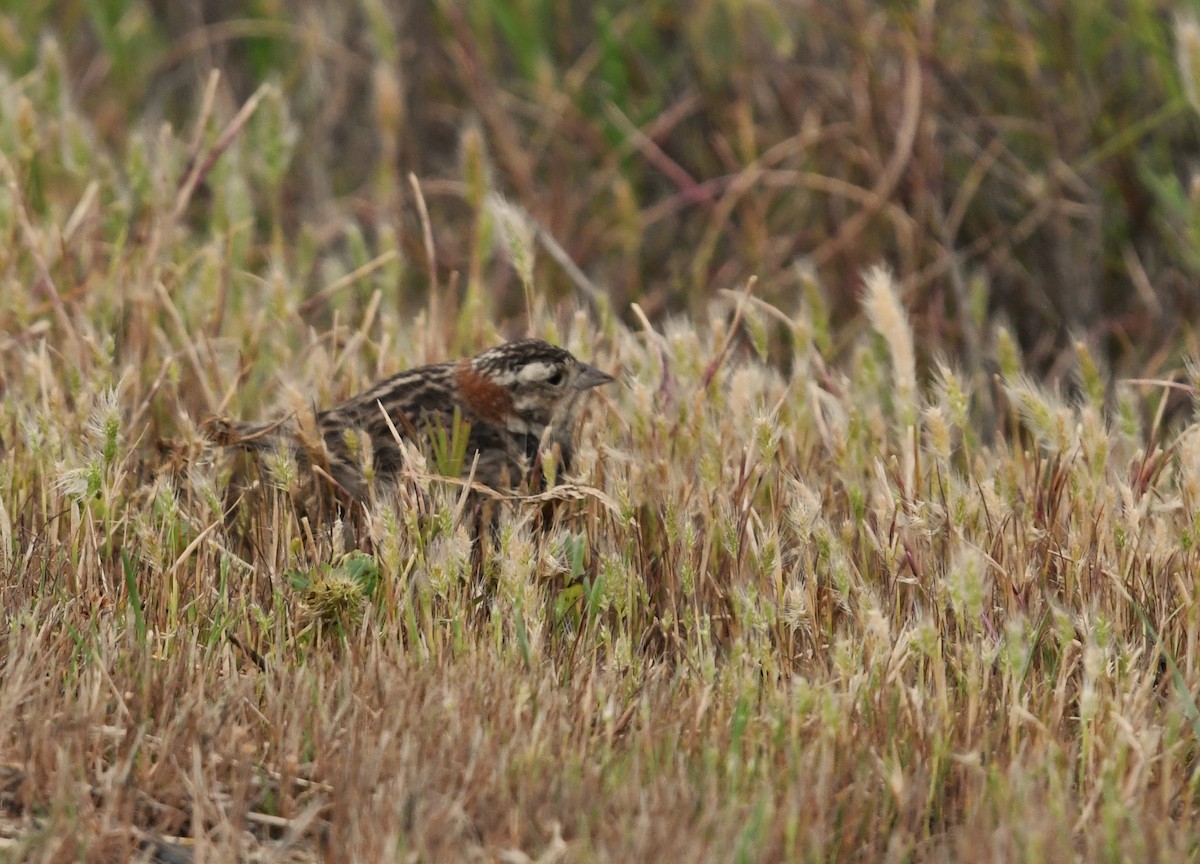 Chestnut-collared Longspur - ML618016405