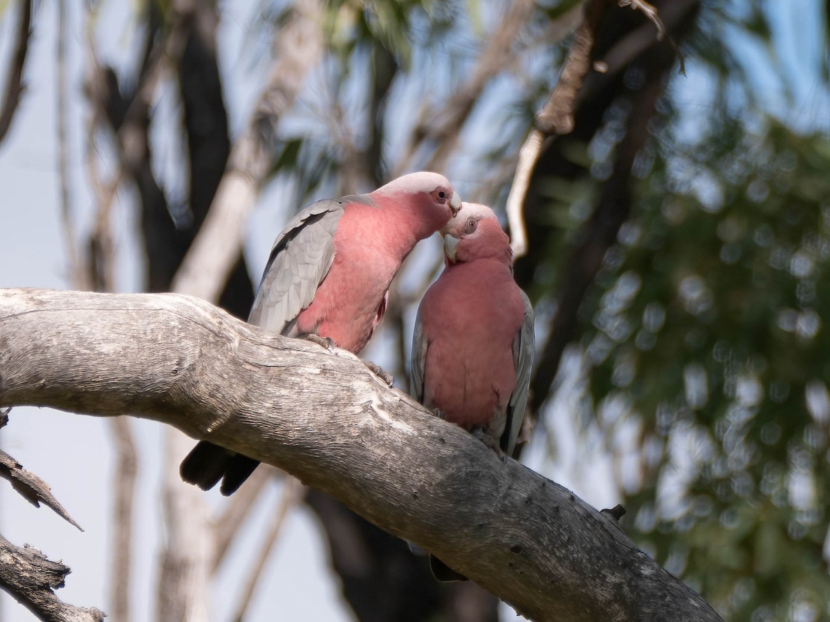 kakadu růžový - ML618016433