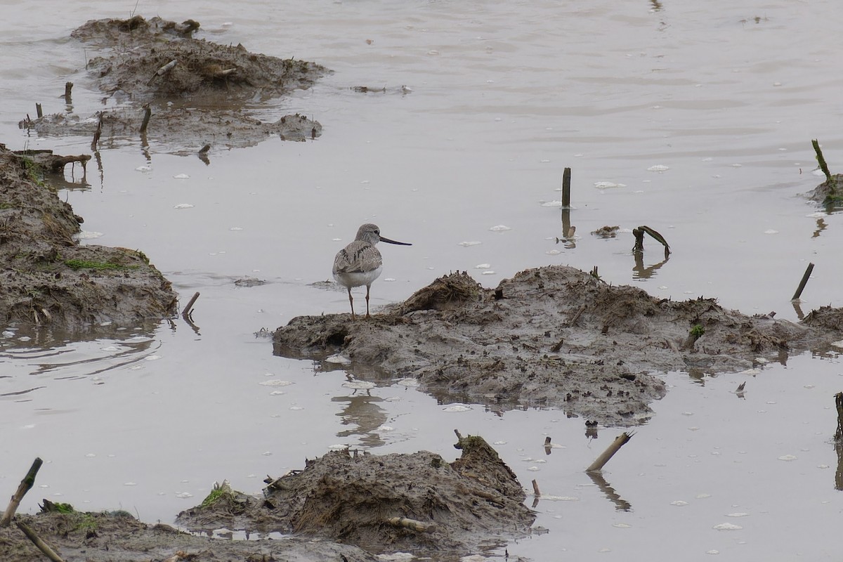 Terek Sandpiper - ML618016434