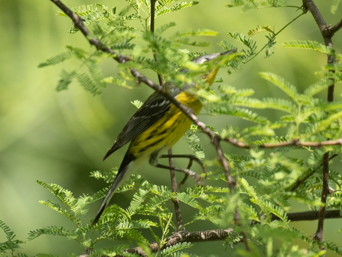 Magnolia Warbler - Liam Huber