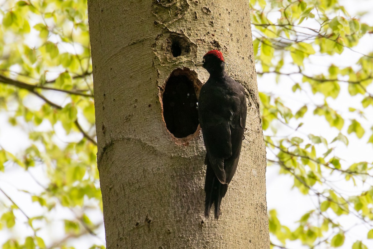 Black Woodpecker - ML618016468