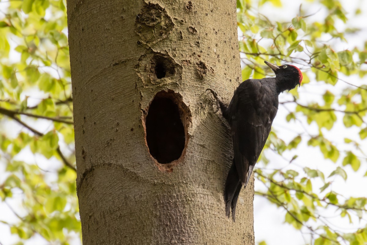 Black Woodpecker - ML618016469