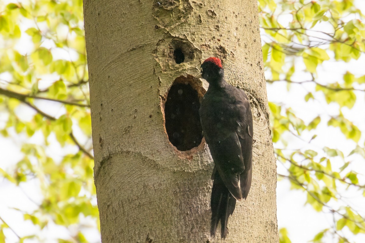 Black Woodpecker - ML618016470