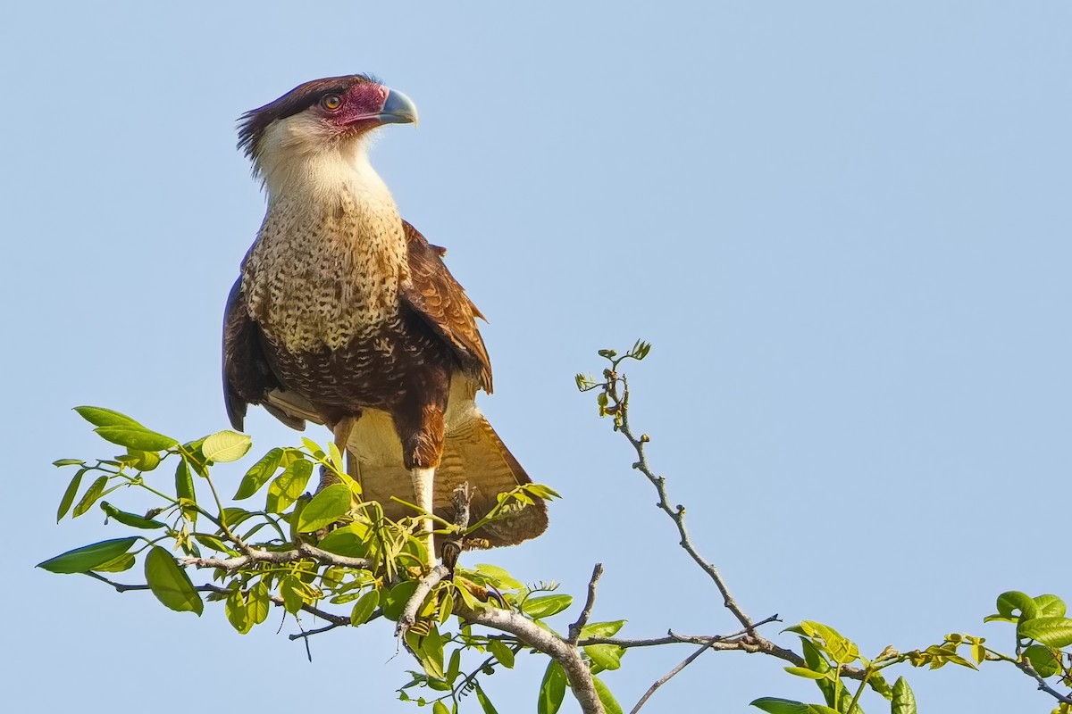 Crested Caracara (Northern) - ML618016473