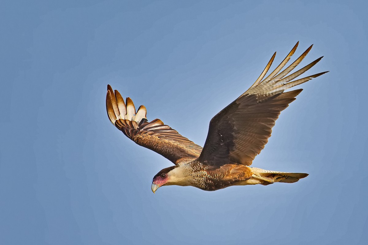 Crested Caracara (Northern) - ML618016474