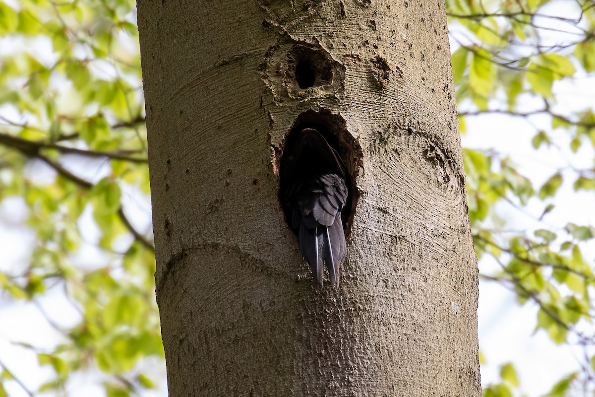 Black Woodpecker - ML618016477