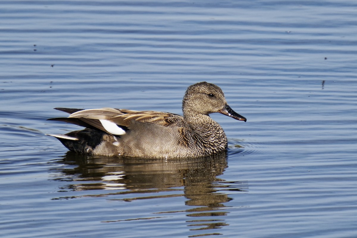 Gadwall - ML618016530