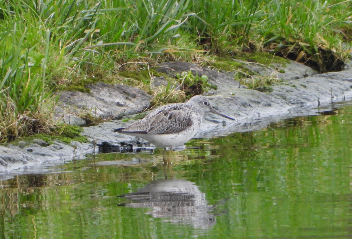 Common Greenshank - ML618016584