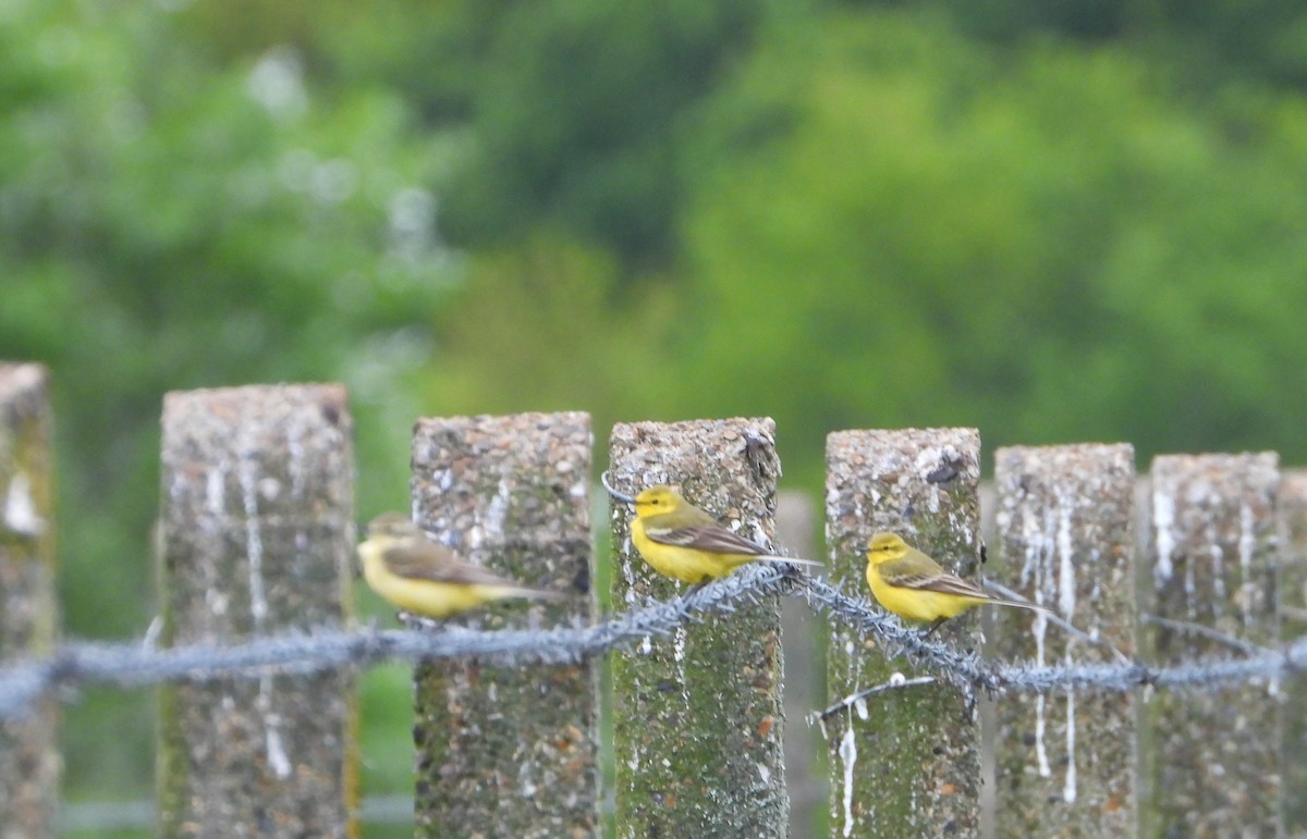 Western Yellow Wagtail - Josephine Snell