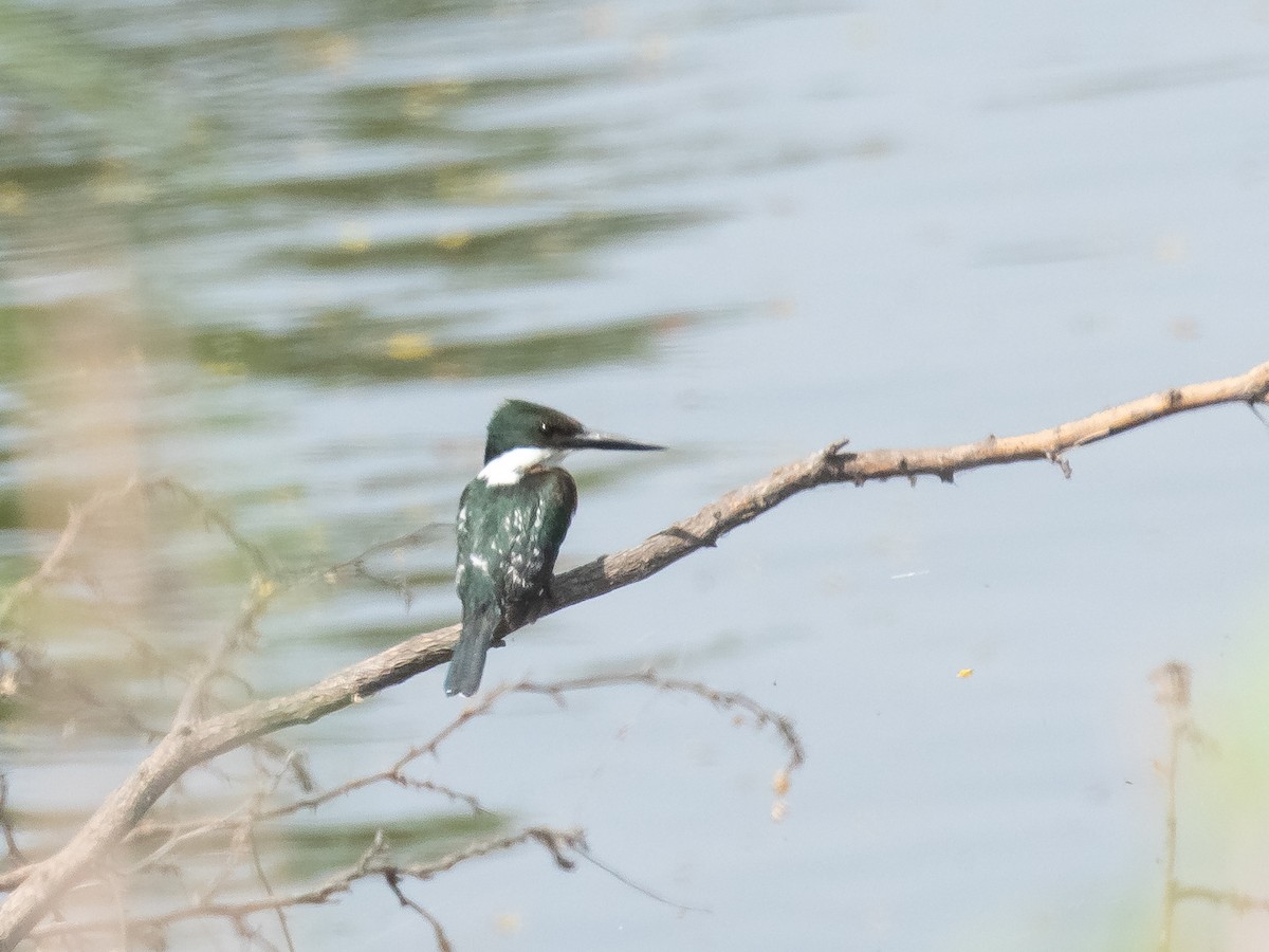 Green Kingfisher - ML618016596