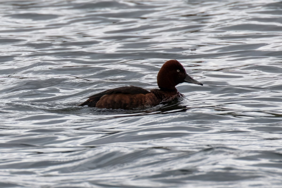 Ferruginous Duck - ML618016608