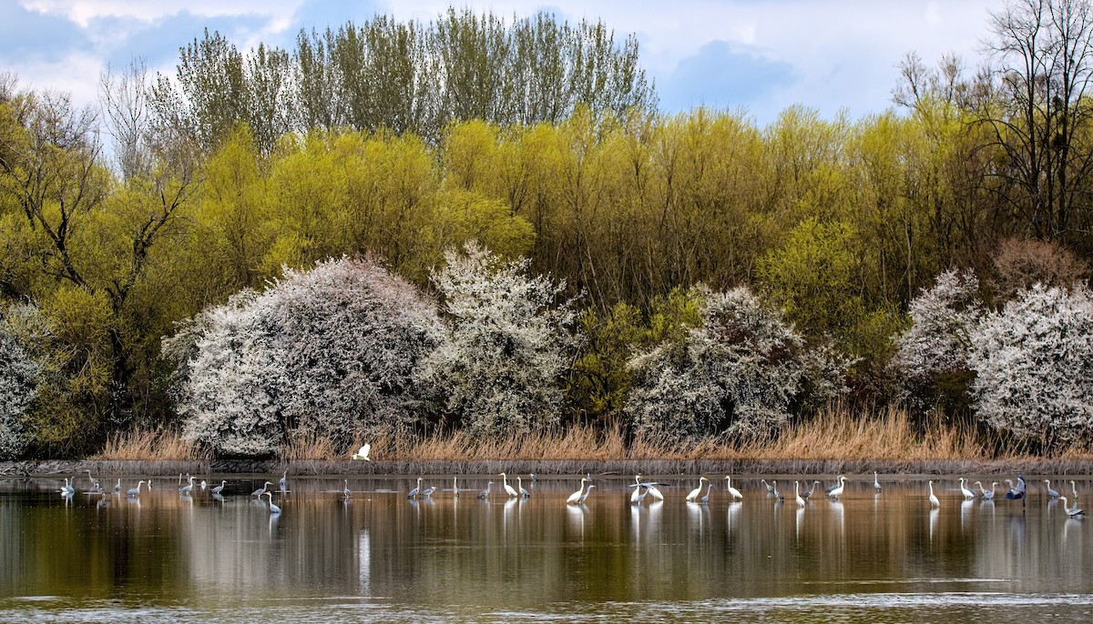 Great Egret (alba) - František Straka