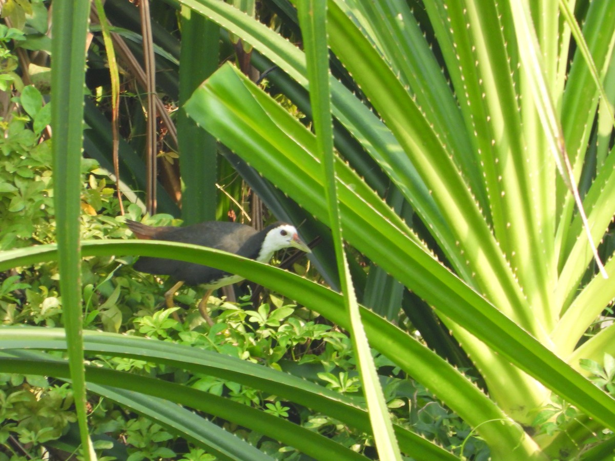 White-breasted Waterhen - ML618016633