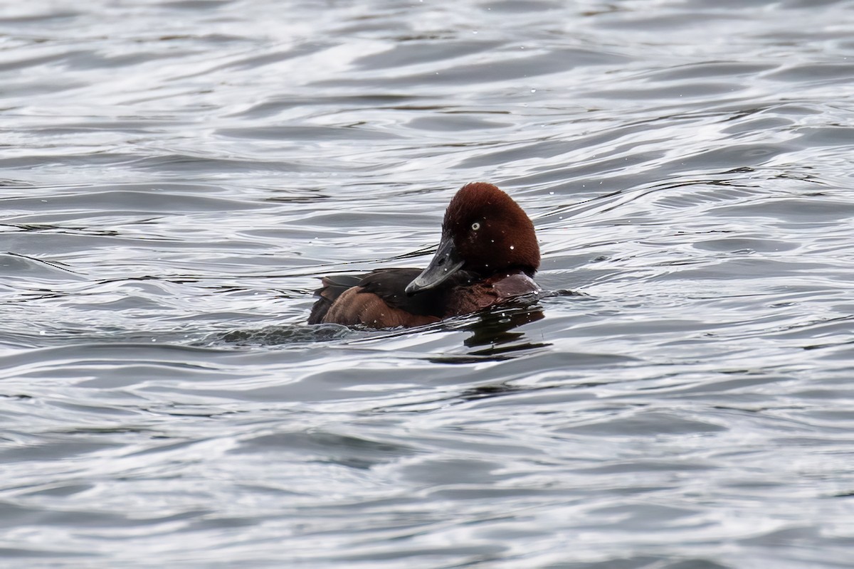 Ferruginous Duck - ML618016649