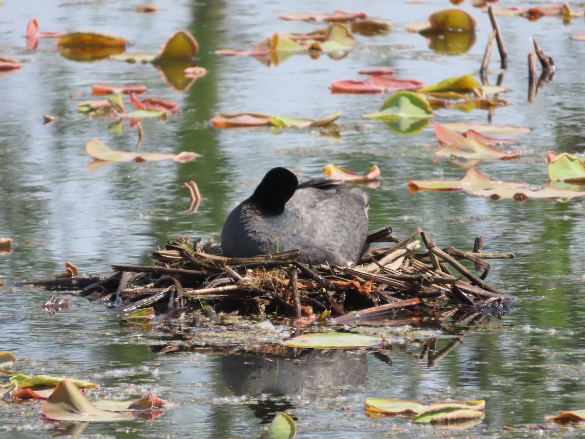 Eurasian Coot - ML618016652