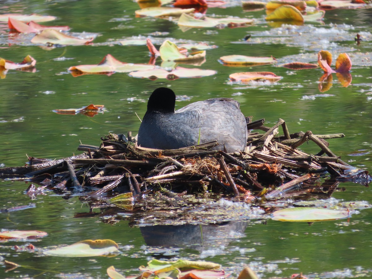 Eurasian Coot - Mingyun Seo