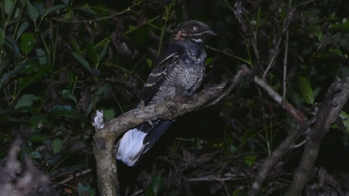 Large-tailed Nightjar - Ian Starling