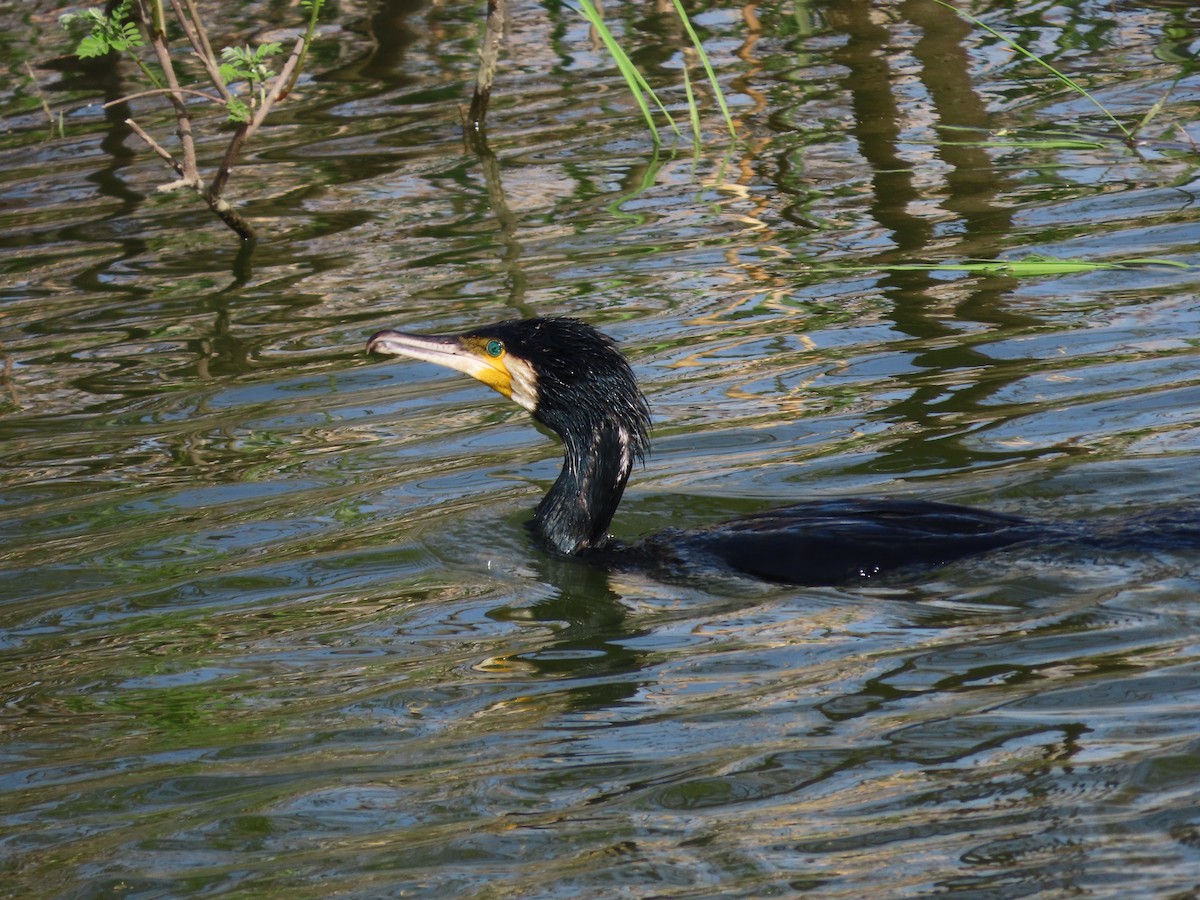 Great Cormorant - ML618016678