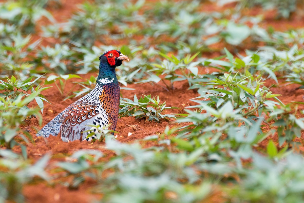 Ring-necked Pheasant - ML618016682