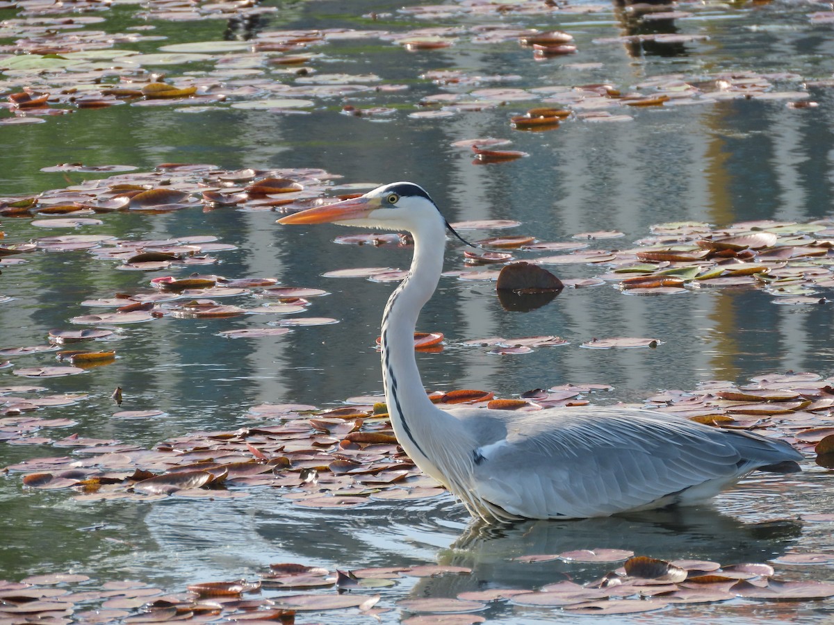 Gray Heron - Mingyun Seo