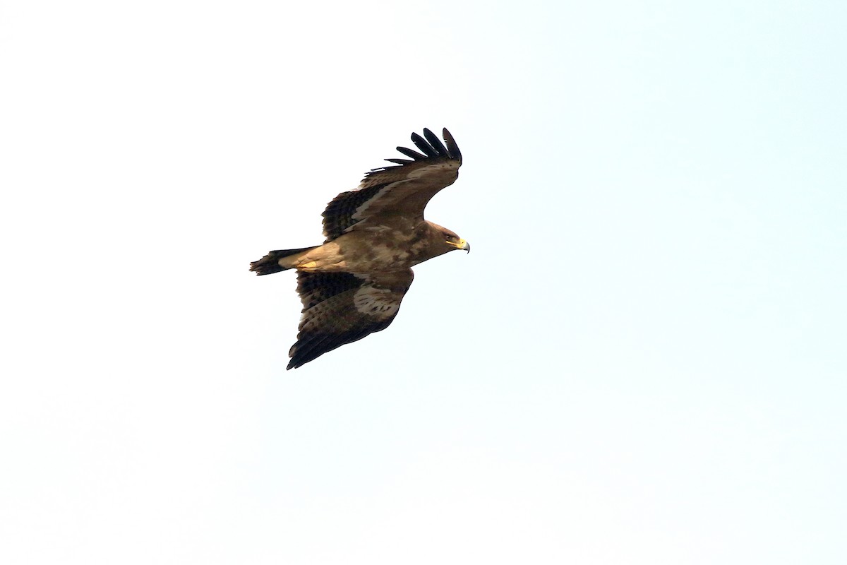 Steppe Eagle - Mahdi Naghibi