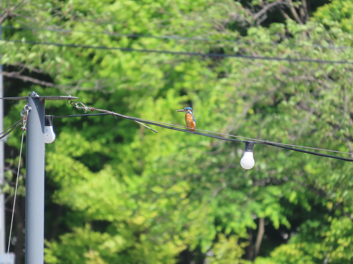 Common Kingfisher - ML618016748