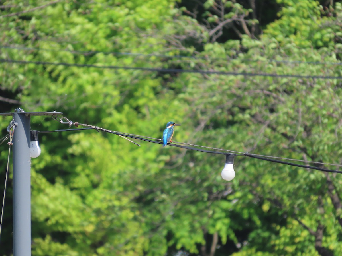 Common Kingfisher - ML618016750