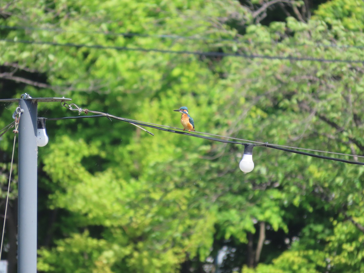 Common Kingfisher - ML618016751