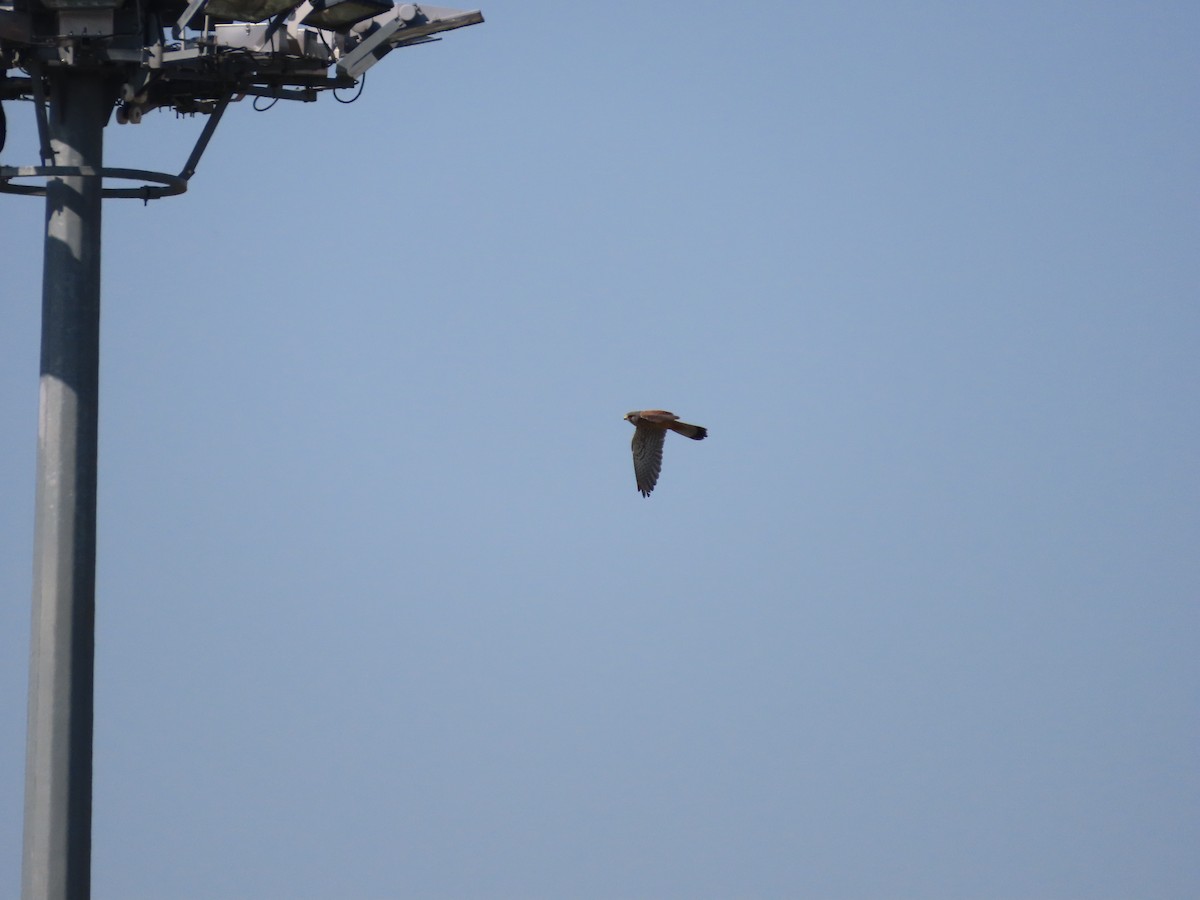 Eurasian Kestrel - ML618016762