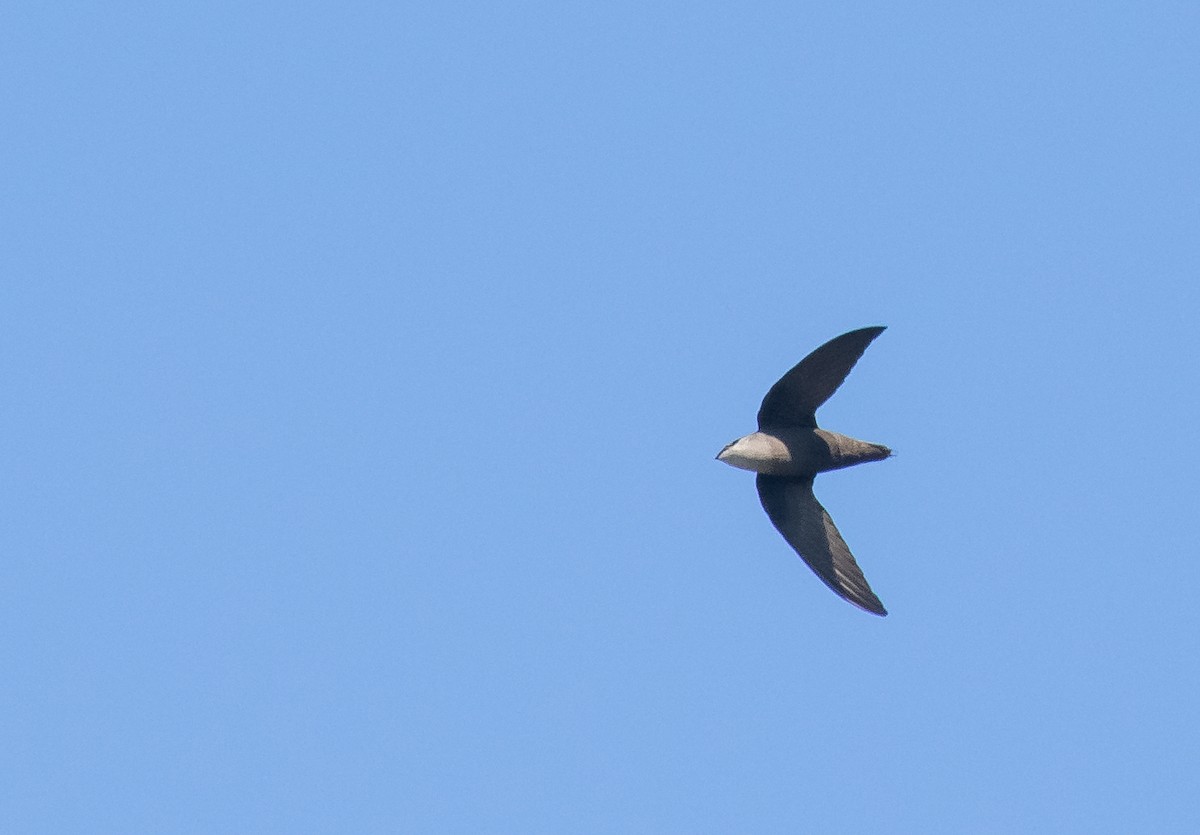 Chimney Swift - ML618016768