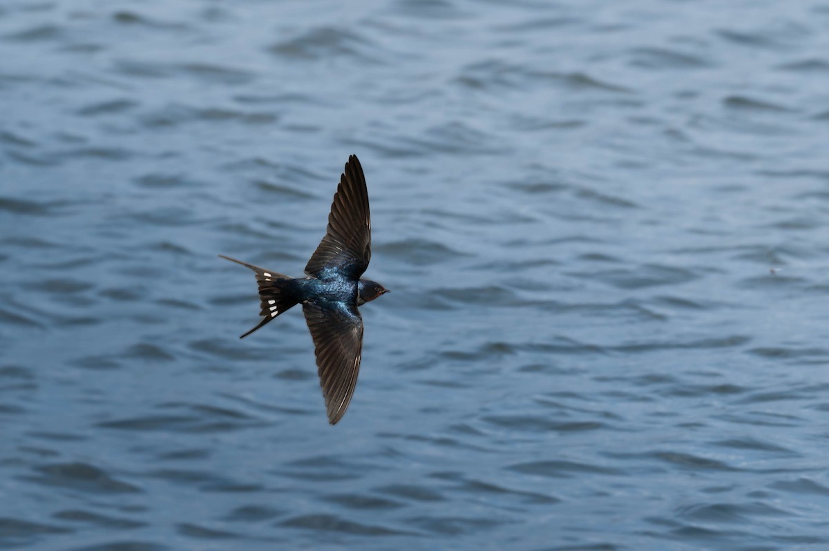 Barn Swallow - ML618016796
