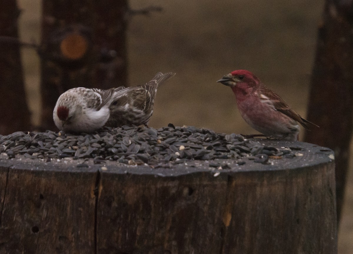 Hoary Redpoll (exilipes) - ML618016806