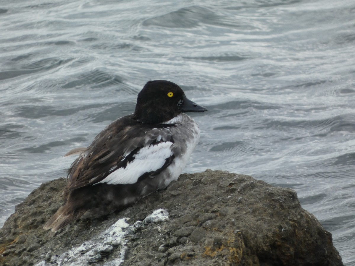 Common Goldeneye - ML618016812