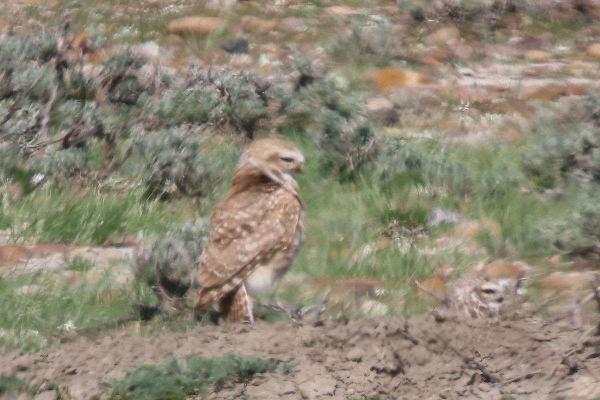 Burrowing Owl - Mike Lesnik