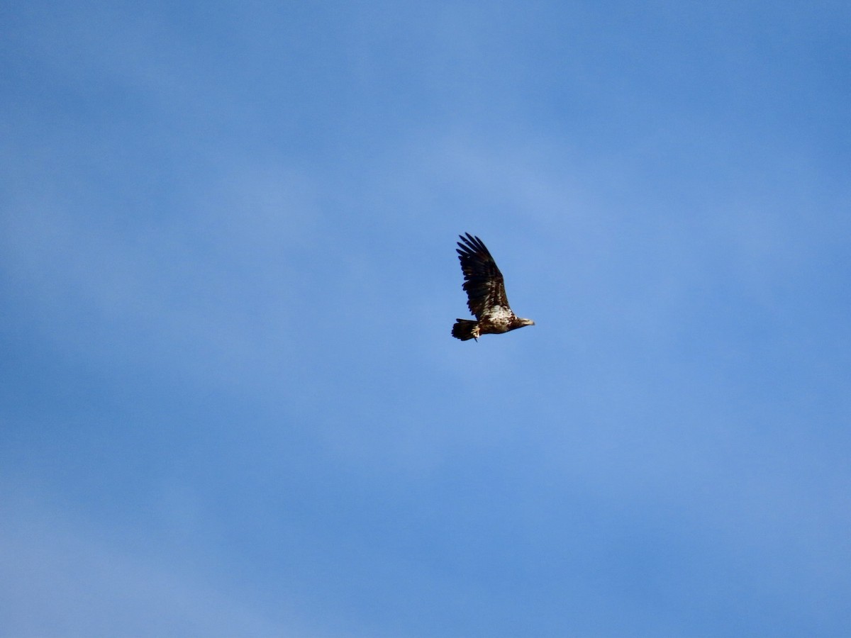 Weißkopf-Seeadler - ML618016888